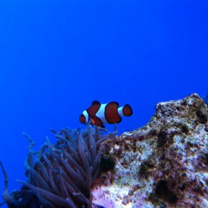Oklahoma Aquarium 006.jpg