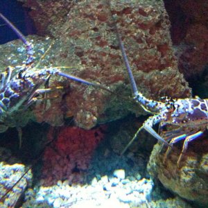 Oklahoma Aquarium 037.jpg