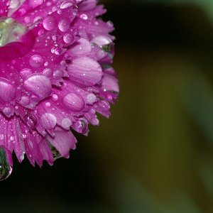 Pink-Flower.jpg