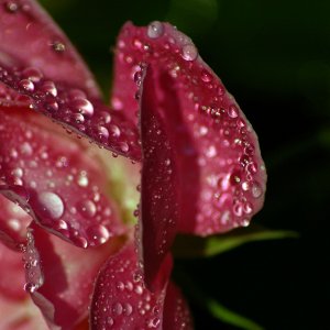 Wet-Rose.jpg