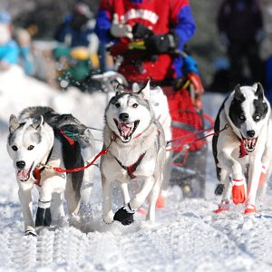 Beargrease Sled Dog Race.jpg
