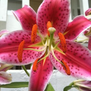 Flowers 007.jpg