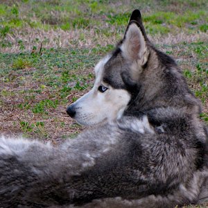 Dakotah Blowin his Winter Coat.jpg