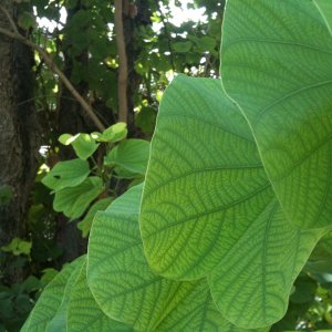img0444qnv.jpg