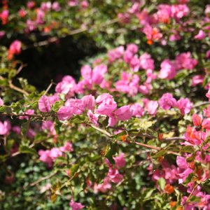 A Walk in the Garden.jpg