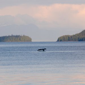 20090527_0051 Whale.jpg