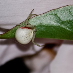 20090717_Spidiee and Flowers_0005 as Smart Object-1.jpg