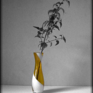 Nettle In a Vase.jpg