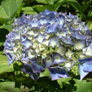 WoodlandParkFlower_Blue2.jpg