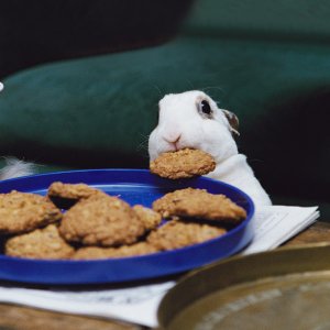 cookie-bunny.jpg