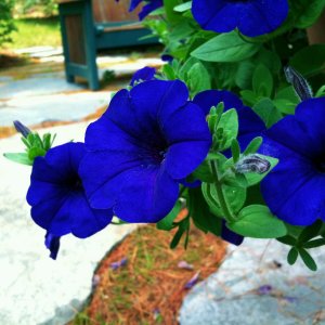 IMG_0268.JPG
