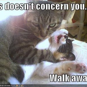 cats walk away.jpg