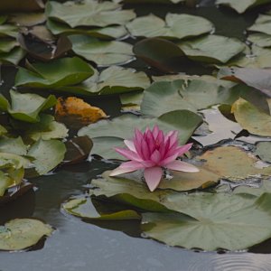 Lily_s_DSC0421 - 2009-08-01 at 18-39-04.jpg