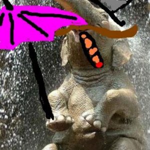 happy-elephant-01.jpg