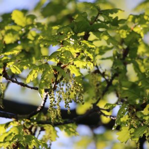 oak leaves.jpg