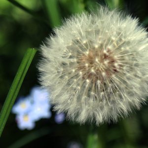 dandelion.jpg