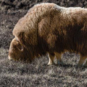 Musk_Ox_1.jpg