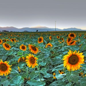 sunset_sunflowers__tonemapped.jpg