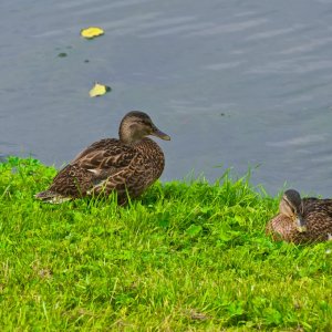 2009-08-21 at 14-18-10 (1).jpg