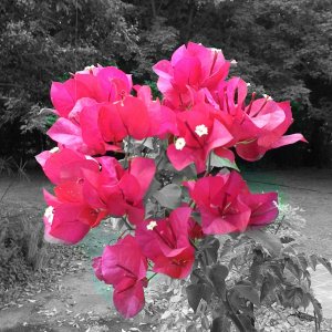 IMG_0542.JPG