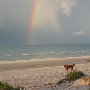 dog rainbow copy.jpg
