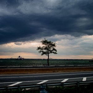 tree picture copy.jpg