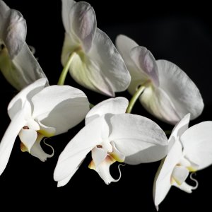 orchid  017.jpg