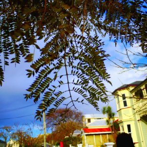 The Fronds small.jpg