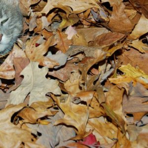 Skitty - edge - 2.jpg