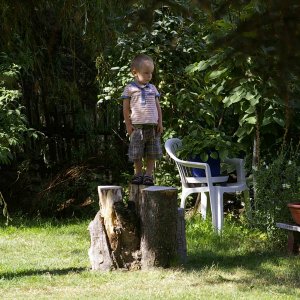 Edge of the tree.jpg