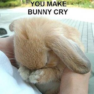 you-make-bunny-cry.jpg