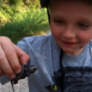 lilturtle.jpg