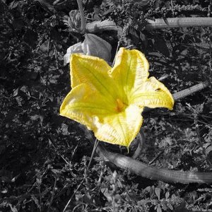 pumpkinflower.jpg
