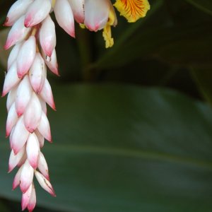 Flower - edge - 1.jpg