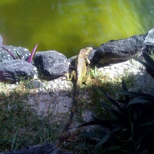 HyattPier66 iguana.jpg
