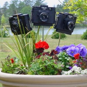 Holga Planter @275.jpg