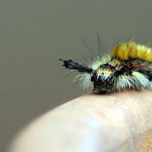 Caterpillar.jpg