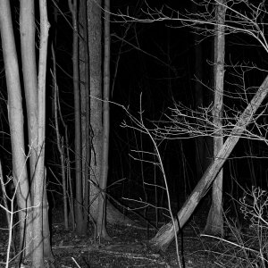 * Spooky Woods 1-1000b.jpg