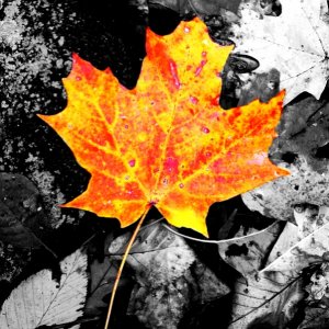 Leaf.jpg