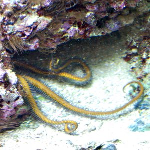 Octo-1-1000.jpg