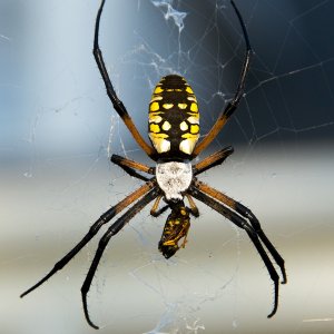 Garden Spider  170.jpg