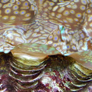 * sea creature 1.jpg