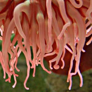 anemone-1.jpg