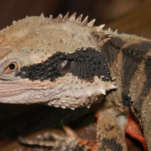 * Australian water dragon-1000.jpg