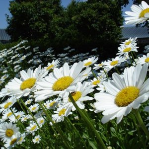 Daisies.jpg