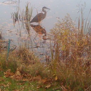 IMG_0701a.jpg