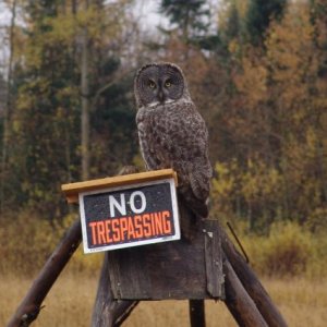 Great Gray Owl - October 16th 2004 - Hearst 034CRR.jpg