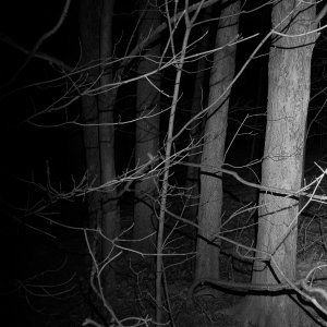 Spooky Woods 2-resize.jpg
