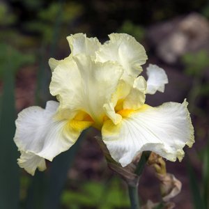 YELLOWWHITW21024.jpg