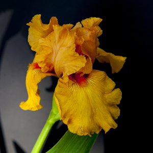 orange11024.jpg
